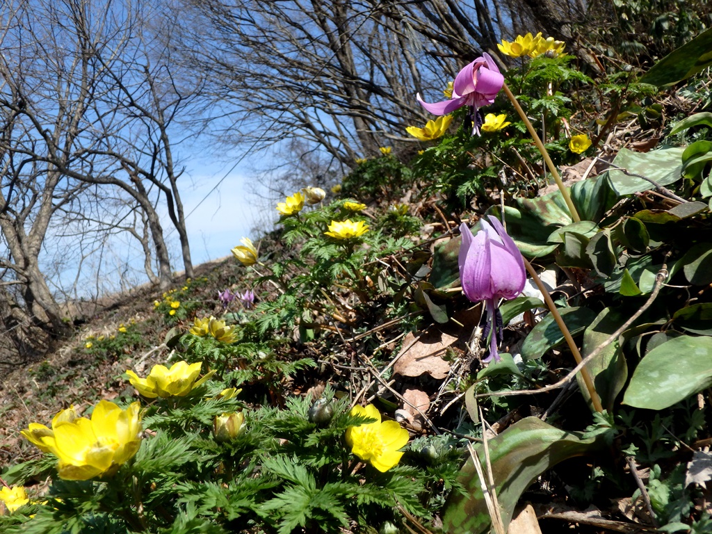 必見 美しい春の野花たちpart２ 福井県自然保護センター